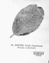 Melampsora caprearum image